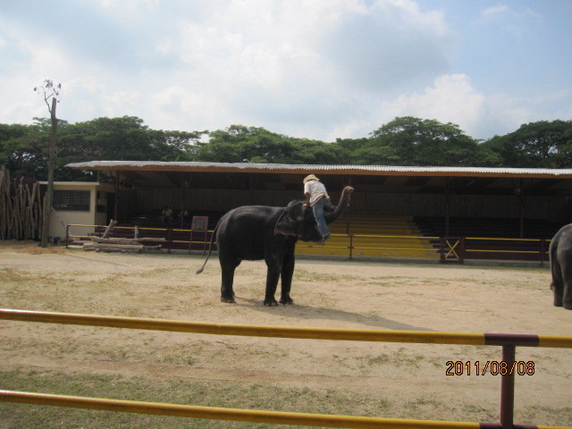 大象表演 02