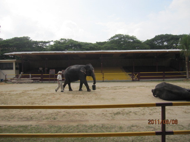大象表演 04