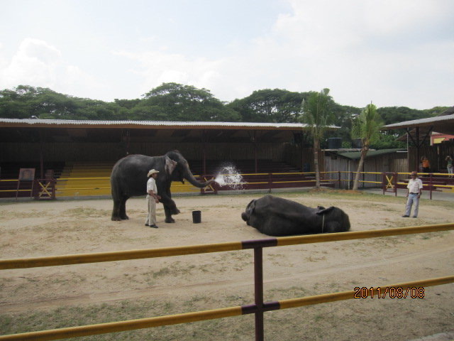 大象表演 05