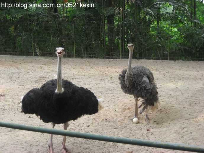 飞禽公园 08