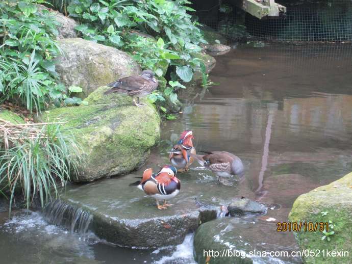 飞禽公园 11