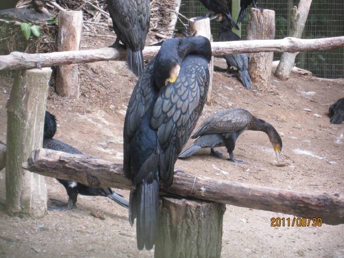 鸟公园 11