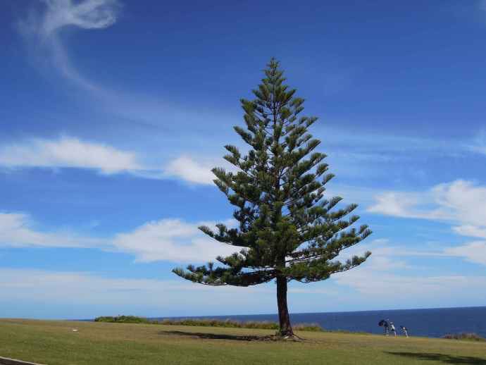 Kiama 11