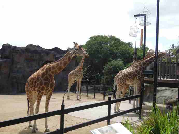 SydneyZoo 07