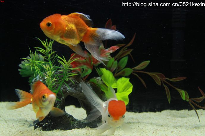 养鱼-03.jpeg 养鱼 03